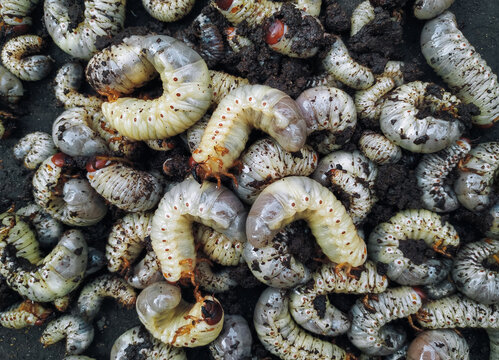 Many white larvae of the cockchafer lie on the black earth close up. View from above. The concept of garden pests.
