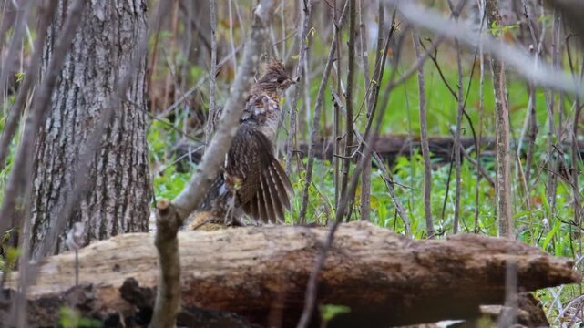 Ruffed Grouse (Bonasa umbellus) drumming on a log in the forest during spring in Wisconsin with sound.