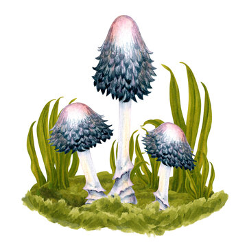 recommend clip art: Black and white with pink poisonous watercolor grebes in green grass on a lawn in the forest. Botanical illustration on a white background for Halloween, poisons, magic, witch, medicine, harvest