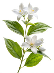 Fototapeta premium Jasmine flowers (Jasminum) with leaves, isolated on white background