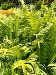 Green ferns in the garden close-up. Nature background. Sustainable Climate Visuals