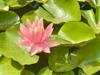 Pink water lily Lotus flower in a pond with green leaves in the background