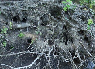 Burrows of wild rats in the ground between the roots of a tree