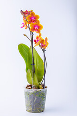 Floral concept. Orchid growing tips.  Most commonly grown house plants. Orchids blossom close up. Orchid flower pink and yellow bloom. Phalaenopsis orchid