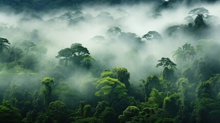Obraz premium A misty rainforest viewed from above, showcasing the intricate patterns formed by the treetops, creating a mesmerizing tapestry of nature