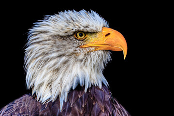 Fototapeta premium Bald eagle