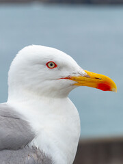 Close up Portrait of a Seagull