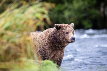 Obraz premium Bear No 907?