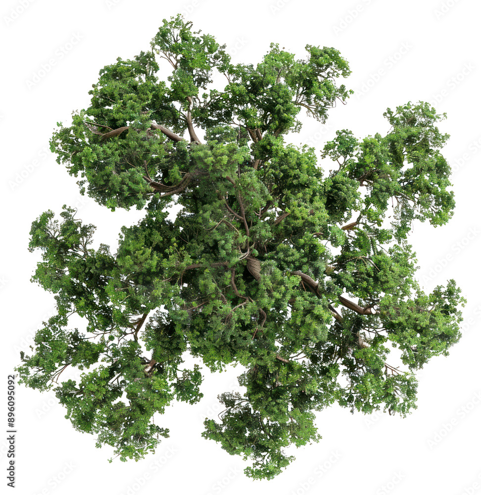 Wall mural PNG  Lush green tree top view