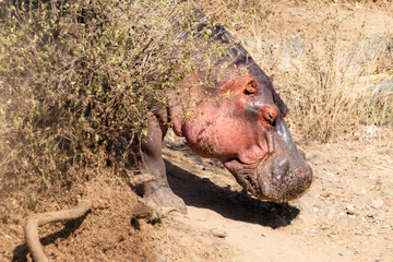 Naklejka premium Hippo portrait