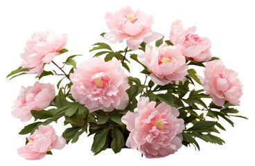 PNG Delicate pink peony flowers bouquet