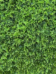 Obraz premium green moss background