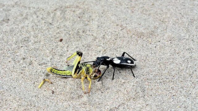 Ein afrikanischer Raubk&auml;fer f&auml;ngt und frisst eine Wanderheuschrecke, Anthia sexmaculata