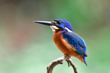 blue-eared kingfisher perching on thin branch while alerting to invader bird
