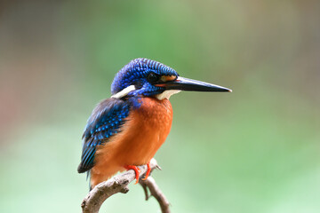 blue and saturation orange feather bird calmly perching on branch, blue-eared kingfisher