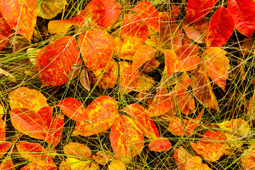 A pattern of poison Ivy, changing colors in late September following an early morning autumn rain, beneath the grass along the bike path near Trout Lake, Boulder Junction, Wisconsin