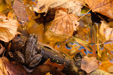 An overhead view of a single green frog rests on a small log within the leaf-covered pond in early October within the Pike Lake Unit, Kettle Moraine State Forest, Hartford, Wisconsin