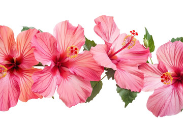 PNG Vibrant pink hibiscus flowers arrangement
