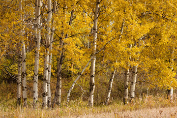 A small grove of Quaking Aspen trees, with their leaves changing colors in late October within the...