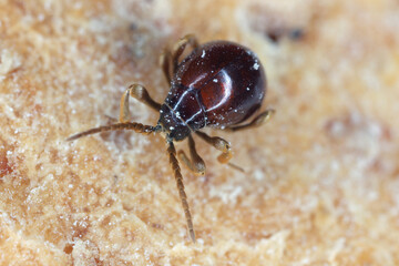 Smooth spider beetle, Hump beetle, Shiny spider beetle (Gibbium psylloides). A synanthropic insect species that lives in homes. Beetle on bread.