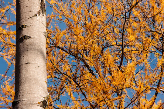 An aspen tree trunk with shadows of a nearby tamarack within the Pike Lake Unit, Kettle Moraine State Forest, Hartford, Wisconsin.