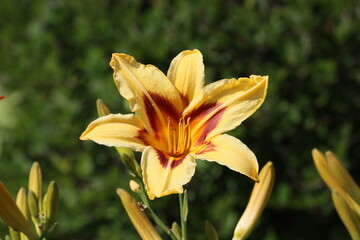 Sweden. Lilium is a genus of herbaceous flowering plants growing from bulbs, all with large and often prominent flowers. They are the true lilies. 