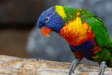 A colorful parrot is perched on a branch