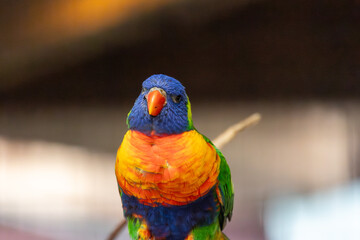 A colorful parrot is perched on a branch