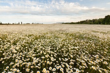 Beautiful spring natural landscape of field with flowers