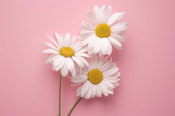 Chamomile daisy flower on soft pink, minimalist floral flat lay for creative summer still life
