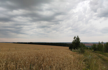 Obraz premium Wheat Field Under Cloudy Sky