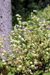 Starry campion plants, Derbyshire England
