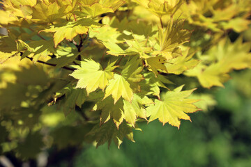 Sunlit Fullmoon Maple foliage, Derbyshire England

