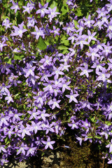 Obraz premium Sunlit Trailing Bellflower blooms, Derbyshire England 
