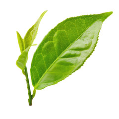 Obraz premium Green tea leaves isolated on white background