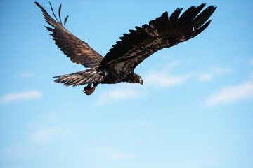 A young eagle flies after being released by Marge Gibson of the Raptor Education Group, Inc. (REGI) of Antigo, Wisconsin in November.