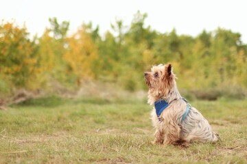 Yorkshire terrier crossbreed is on autumns meadow