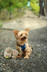 portrait of a yorkshire terrier sitting outside in autumn