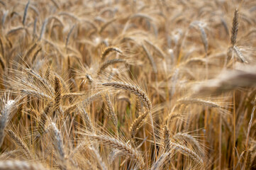 Hordeum vulgare barley tall stem and seeds in golden yellow color before harvesting on the field, ripening agricultural cereal