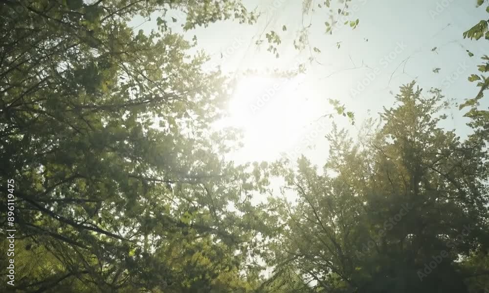 Poster sun rays filtering through trees. 4k video hyperrealistic