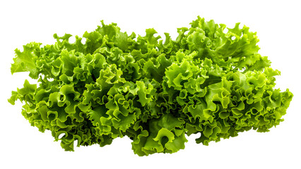 Obraz premium Fresh green lettuce isolated on a transparent background, PNG 