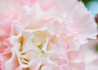 Close up of pink carnation flower with blurred background, selective focus