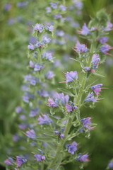 flowers in the garden