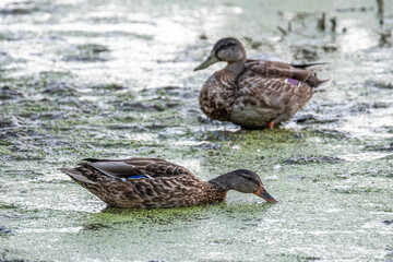 Pair of Mottled Ducks Feeding on a Lake