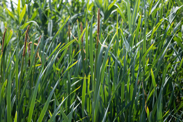 Obraz premium Reeds growing by the river with tall blades