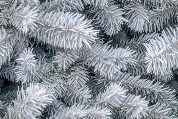 Beautiful seamless pattern with frozen snow covered fir tree branches, coniferous forest endless texture. Evergreen nature background. Christmas or new year backdrop.