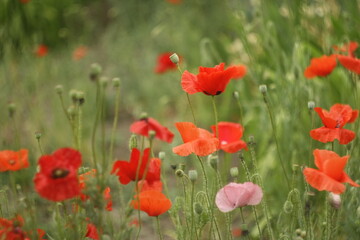 Fototapeta premium field of poppies