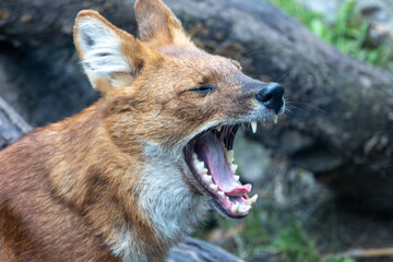 Dhole - Agile Hunter in Lush Forest Environment. Photo of dhole (Cuon alpinus)