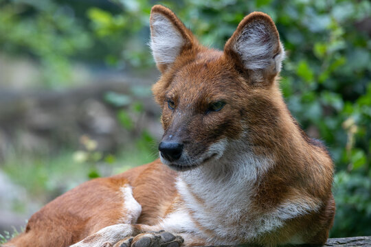 Dhole - Agile Hunter in Lush Forest Environment. Photo of dhole (Cuon alpinus)