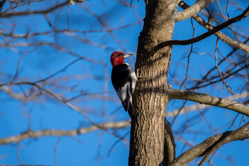 Red-headed Woodpecker on Tree